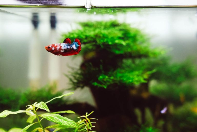 Hacked Via Fish Tank: The 7 Strangest Hacks In History