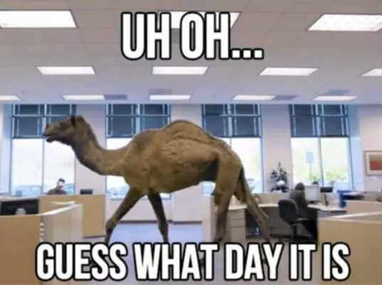 Hump Day Memes